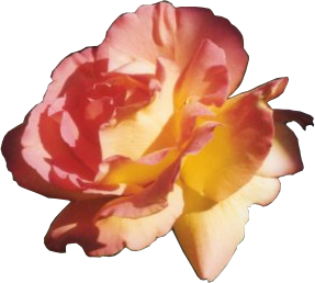sanfte-kraft-rose